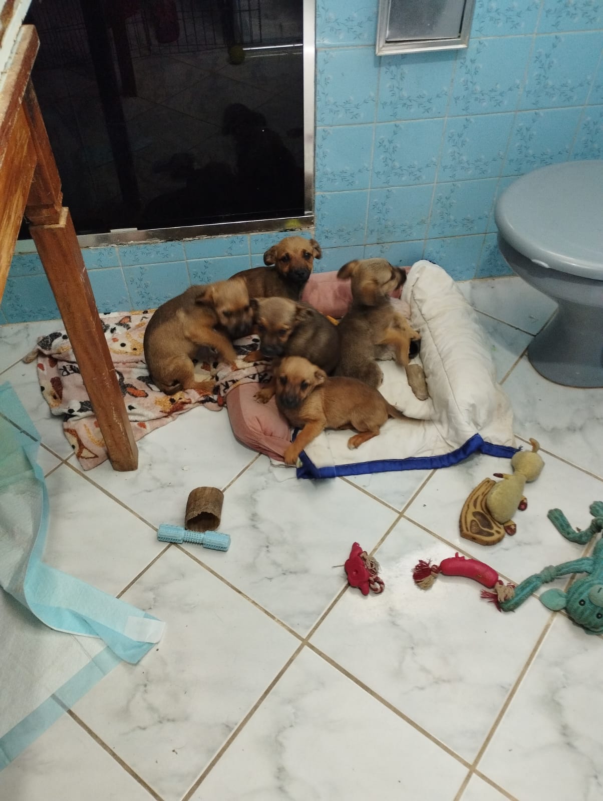 Filhotes acolhidos em casa