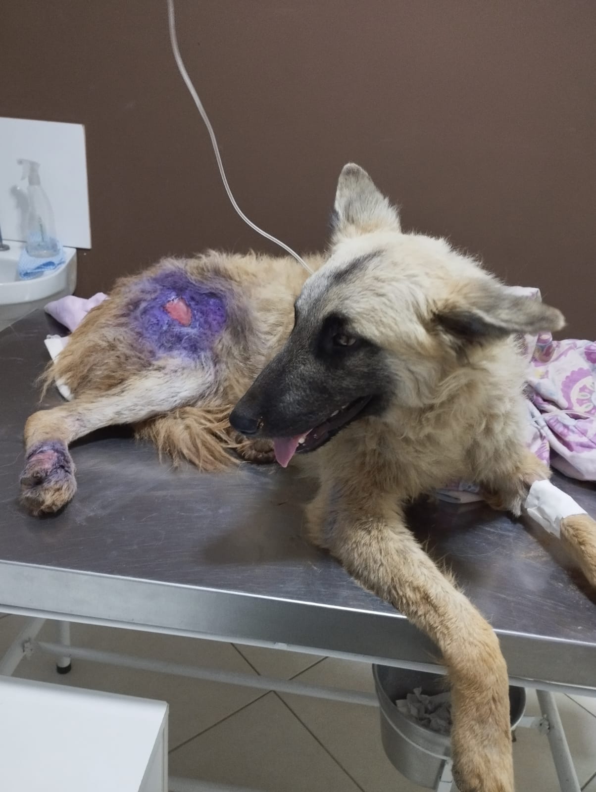 Atendimento veterinário imediato