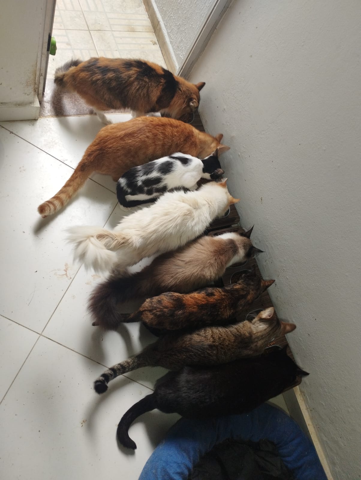 Colônia de gatos alimentada